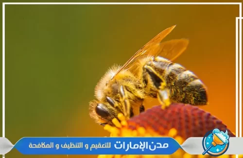 مكافحة النحل في راس الخيمة