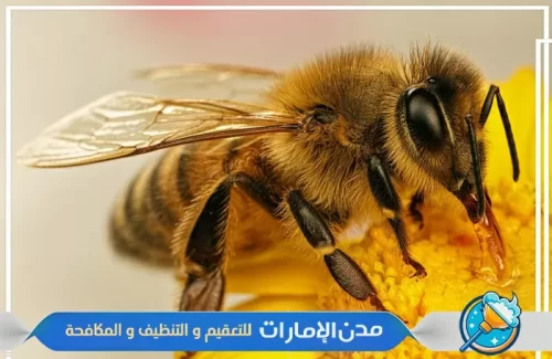 مكافحة النحل في ام القيوين