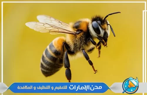 مكافحة النحل من المنازل في راس الخيمة
