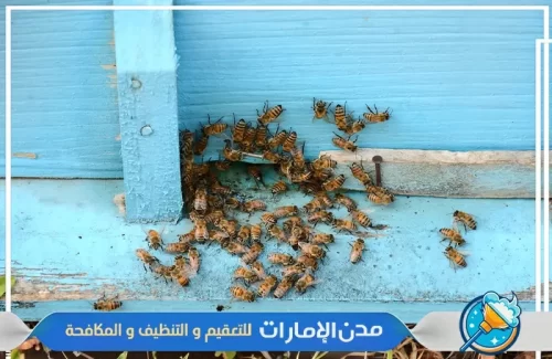 رش ومكافحة النحل في الفجيرة رش ومكافحة النحل في الفجيرة