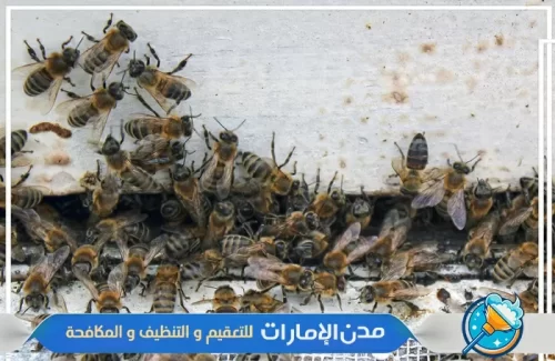 تنظيف الفلل من النحل في الفجيرة تنظيف الفلل من النحل في الفجيرة