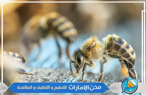 مكافحة النحل من الفلل في راس الخيمة