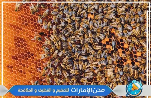 مكافحت النمل المتواجد في المنازل في ام القيوين