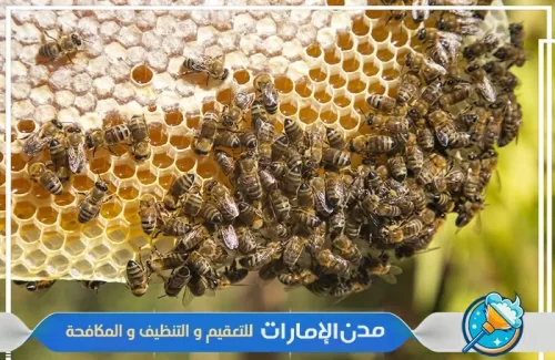 رش مبيدات مخصصة لمكافحة النحل في ام القيوين