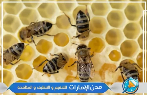 شركة مكافحة النحل من الحدائق في راس الخيمة