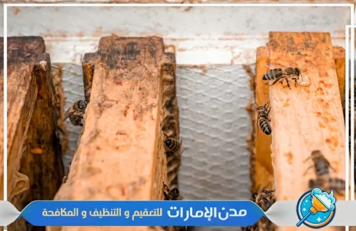 رش المنازل من النحل في الفجيرة رش المنازل من النحل في الفجيرة