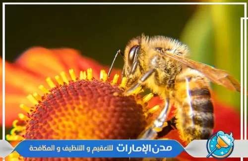 مبيدات آمنة علي الصحة لمكافحة النحل في راس الخيمة