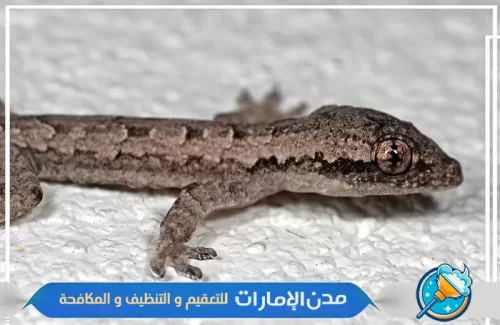 شركة مكافحة الوزغ والزواحف في الفجيرة