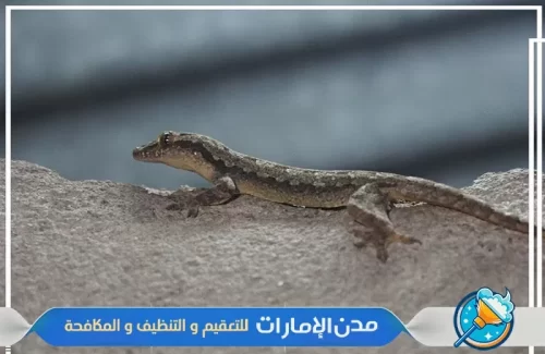مكافحة الوزغ والزواحف في راس الخيمة