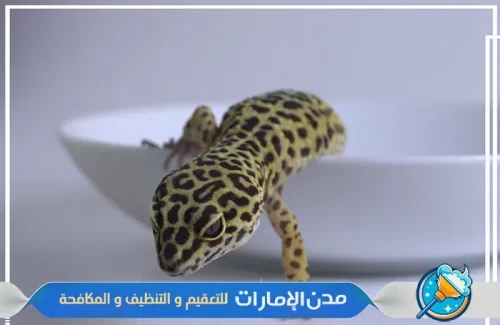 شركة مكافحة الوزغ والزواحف في ام القيوين