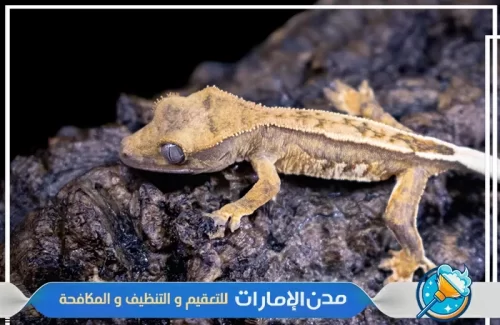 مكافحة الوزغ والزواحف في الفجيرة