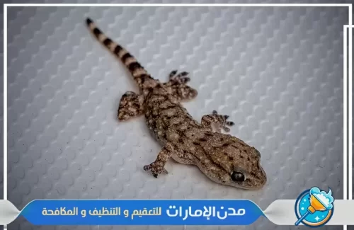 مكافحة الوزغ والزواحف في راس الخيمة
