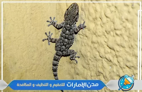 مكافحة الوزغ والزواحف في ام القيوين