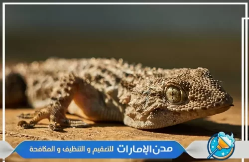 مكافحة الوزغ والزواحف من المازل في الفجيرة