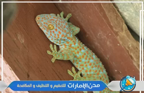 مكافحة الوزغ والزواحف من المنزل في راس الخيمة