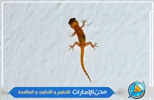 مكافحة الوزغ والزواحف من الحدائق في ام القيوين