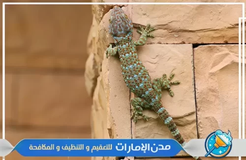رش الوزغ والزواحف في الفجيرة