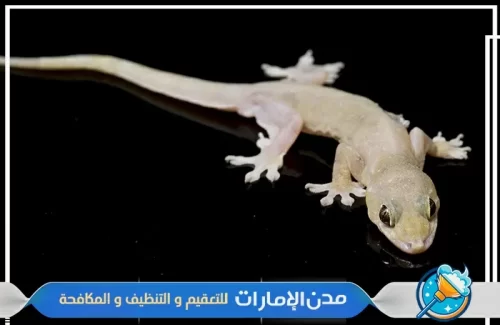 مكافحة الوزغ والزواحف من الفلل في راس الخيمة