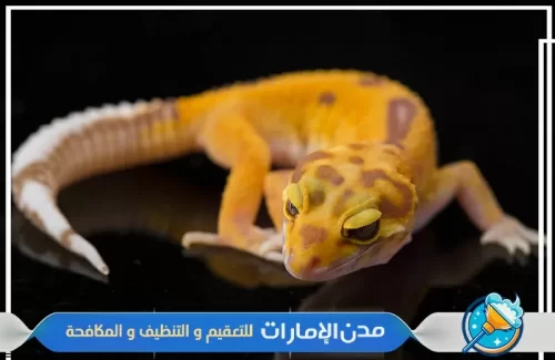 رش الوزغ والزواحف في المنازل و الحدائق في ام القيوين