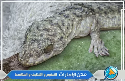 عمال متخصصين في مكافحة الوزغ والزواحف في الخيمة