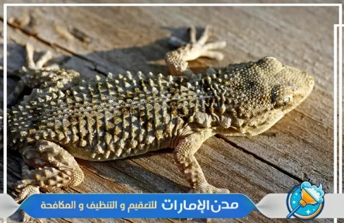 مكافحة الوزغ والزواحف من الفلل في الفجيرة