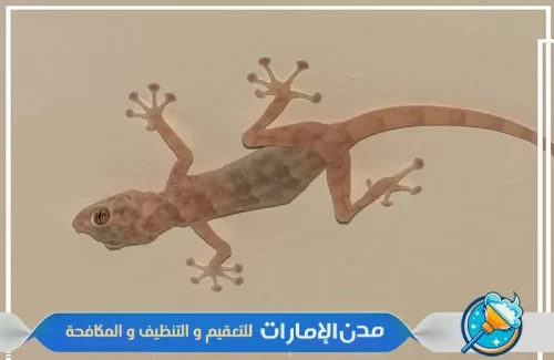 مكافحة جميع انواع الوزغ والزواحف بانواعها في الفجيرة