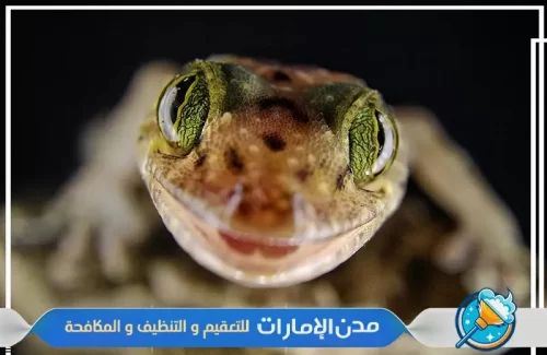 مكافحة الوزغ والزواحف من المنازل في ام القيوين