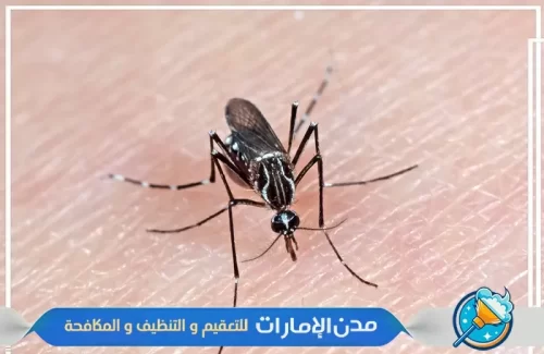 مكافحة الناموس في الفجيرة