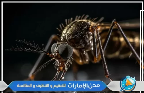 شركة مكافحة الناموس في ام القيوين