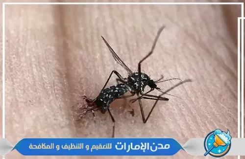 مكافحة الناموس في الفجيرة