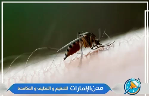 رش مبيداد للقضاء علي الناموس في ام القيوين