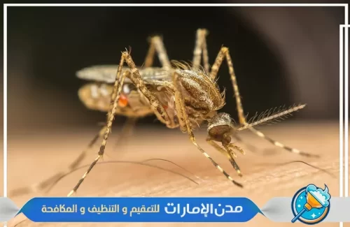 رش المبيدات علي الناموس في الفجيرة