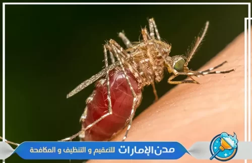 مكافحة الناموس من المنازلل في الفجيرة