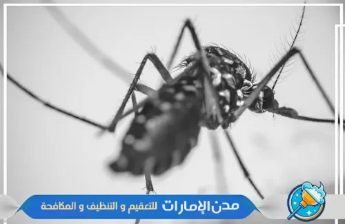 مكافحة الناموس في ام القيوين