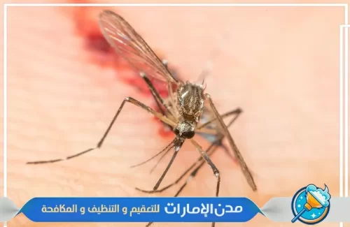 مكافحة الناموس من الفلل والحدائق في الفجيرة