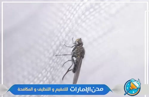 رش مبيدات غير ضارة علي الاطفال وتقضي علي الناموس في ام القيوين