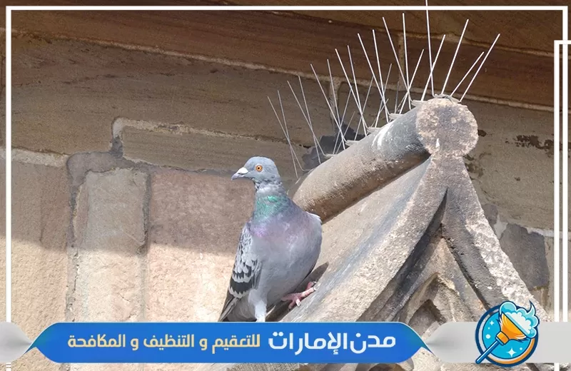 تركيب طارد ومكافحة الحمام في راس الخيمة تركيب طارد ومكافحة الحمام في راس الخيمة