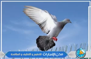 شركة تركيب طارد ومكافحة الحمام في ام القيوين