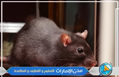 مكافحة الفئران والقوارض في الفجيرة