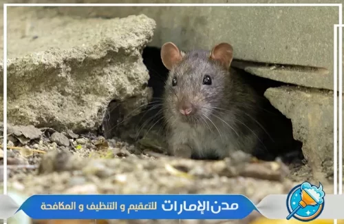 مكافحة الفئران والقوارض في راس الخيمة
