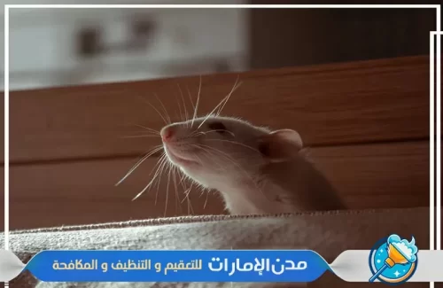 شركة مكافحة الفئران والقوارض في ام القيوين