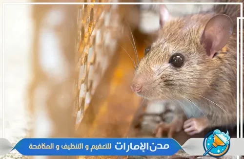مكافحة الفئران والقوارض في الفجيرة