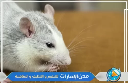 مكافحة الفئران والقوارض في راس الخيمة