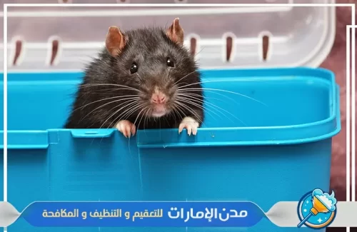 مكافحة الفئران و القوارض في ام القيوين