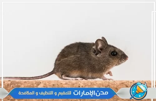 رش مبيدات للقضاء علي الفئران و القوارض في الفجيرة