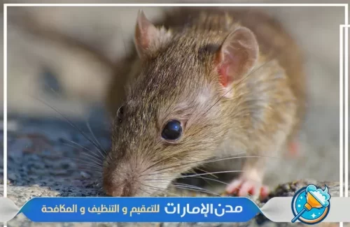 مكافحة الفئران في راس الخيمة