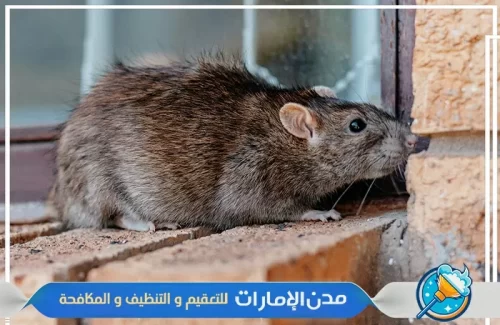 مكافحة القوارض من المنازل في ام القيوين