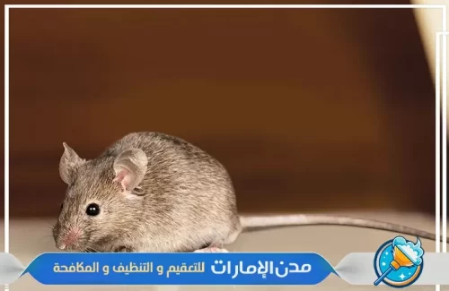 مكافحة الفئران والقوارض من المنازل في الفجيرة
