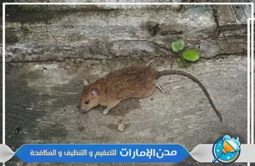 شركة مكافحة القوارض في راس الخيمة