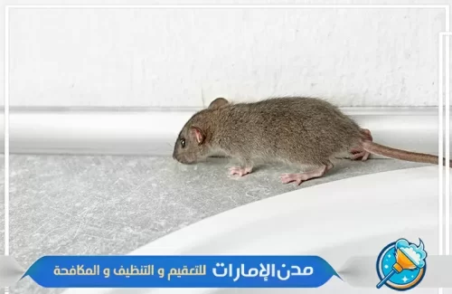 مكافحة الفئران في الفلل في ام القيوين